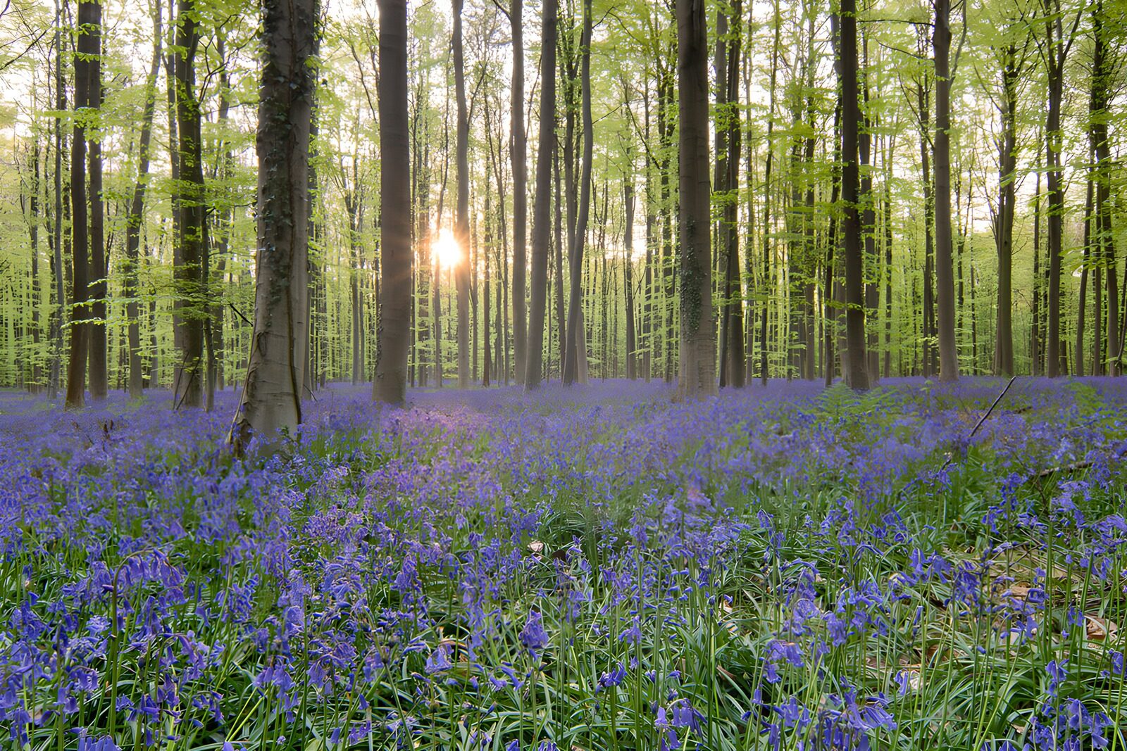 OCUK64899: Enchanted Bluebell Forest at Sunset