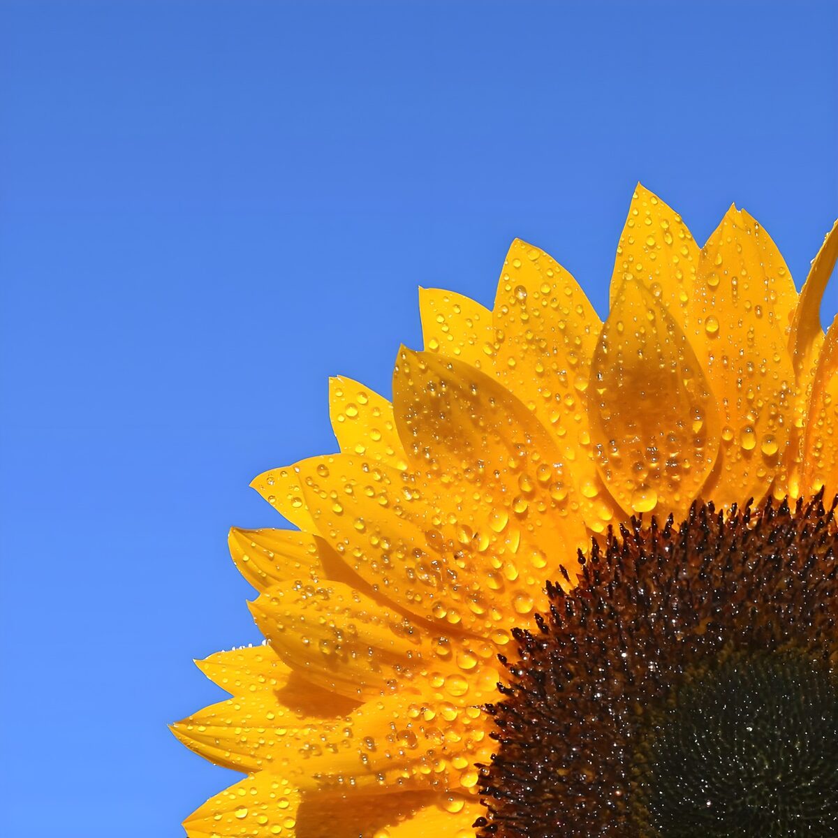 OCUK35719: Radiant Sunflower After Rain