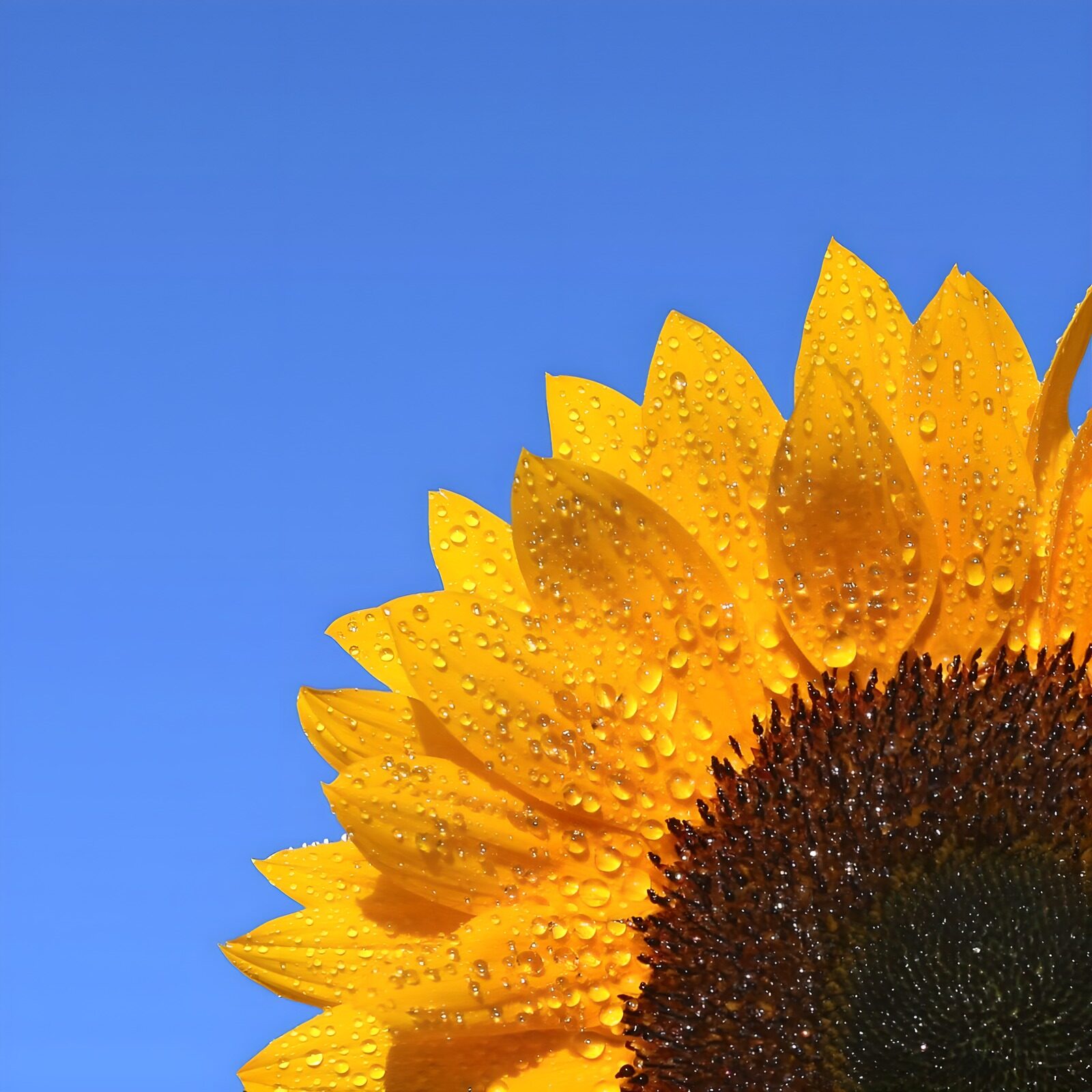 OCUK35719: Radiant Sunflower After Rain