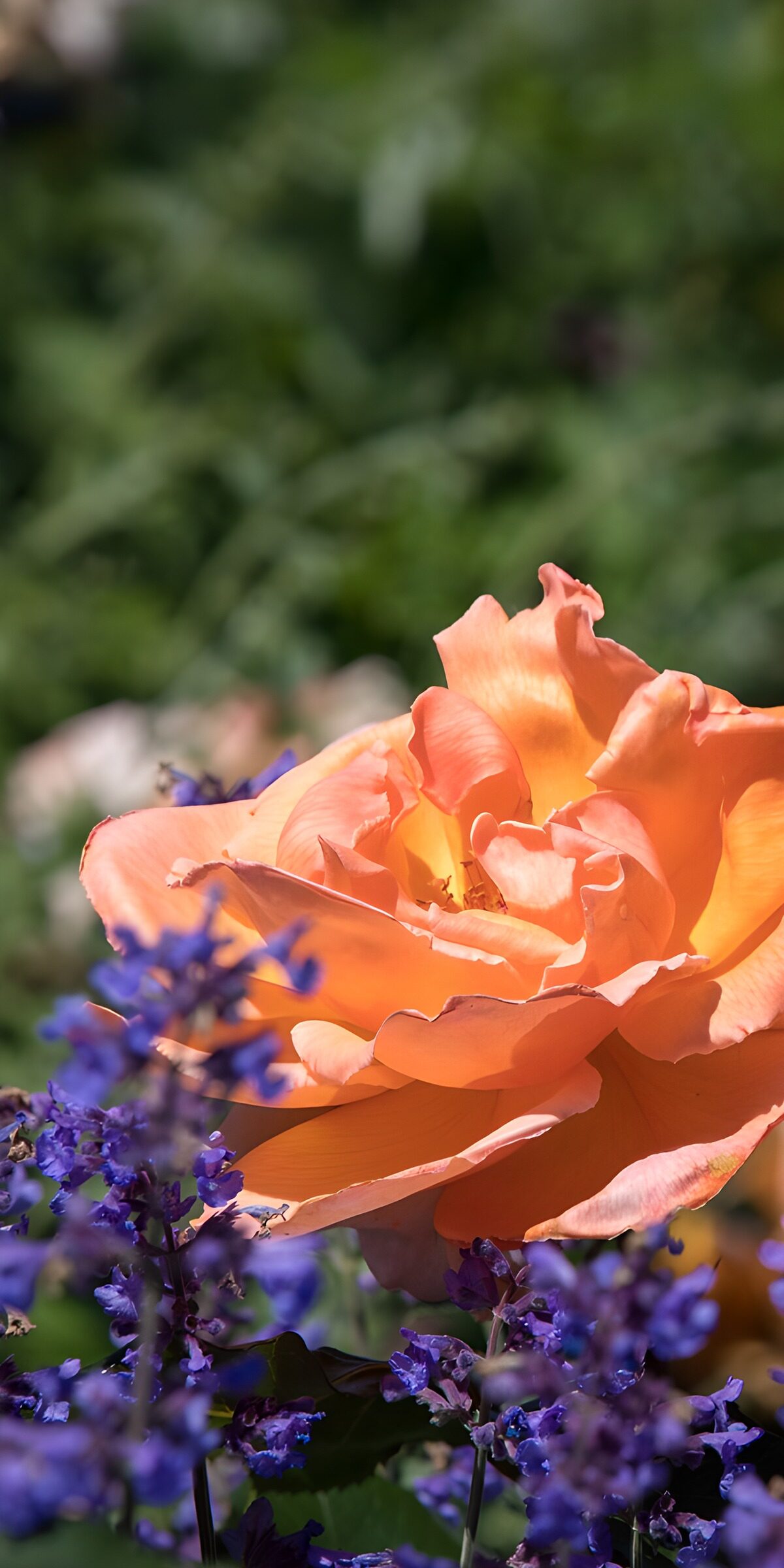 OCUK17569: Orange Rose Amidst Blue Flowers