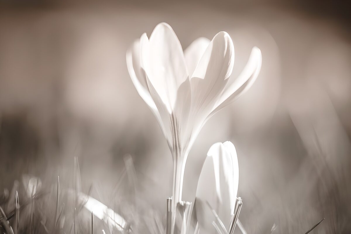 Dreamy crocus