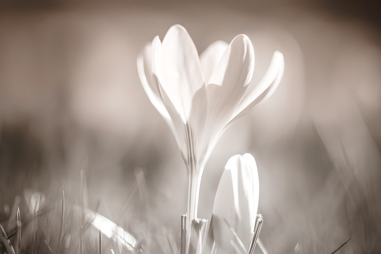 OCUK75898: Dreamy crocus