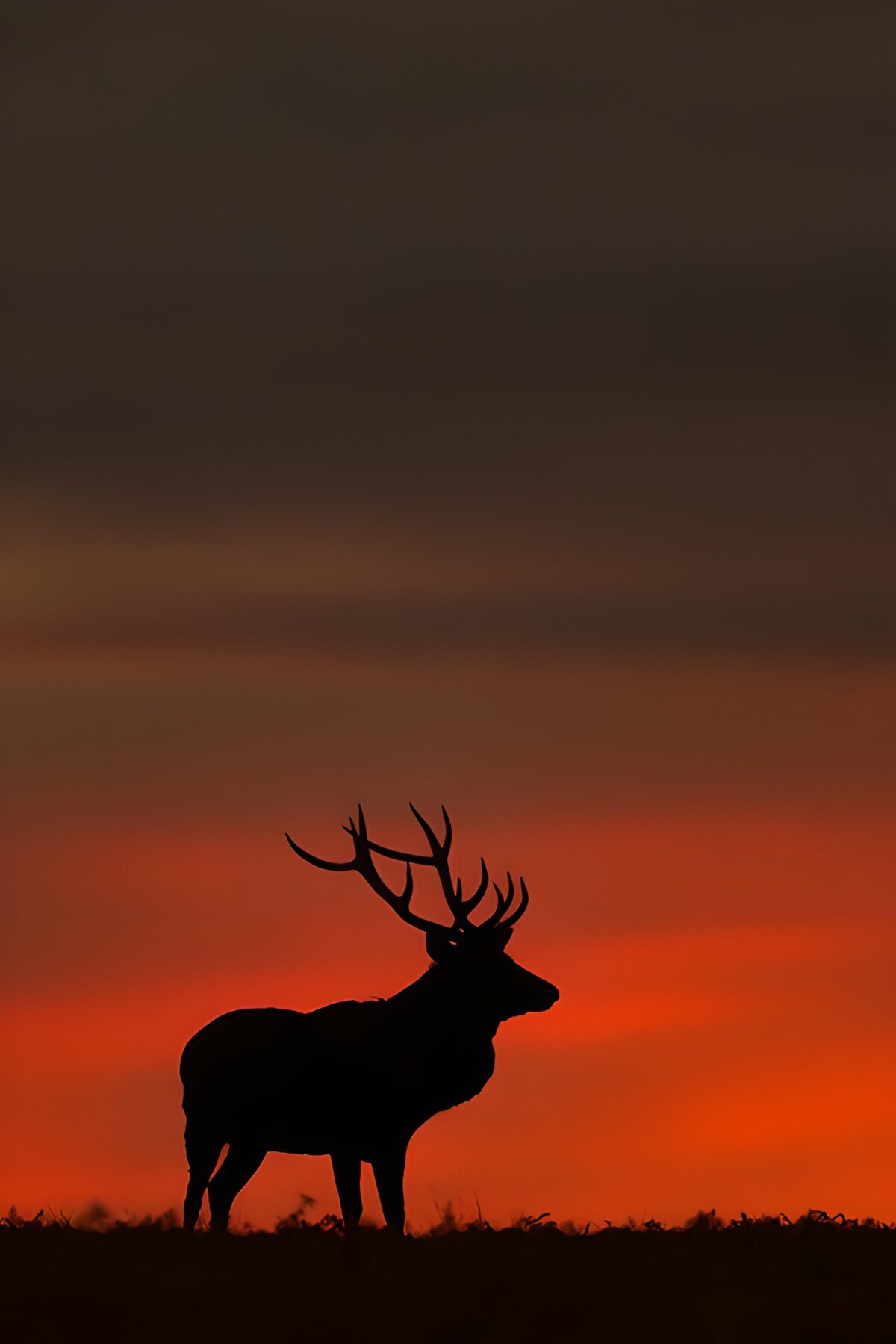OCUK86131: Majestic Stag Silhouette at Sunset