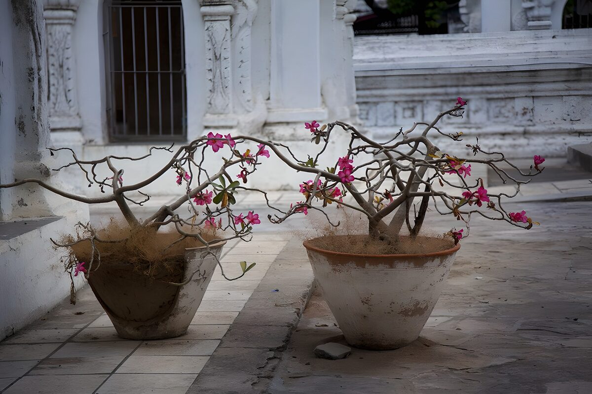 OCUK30684: Elegant Flare of Desert Blooms