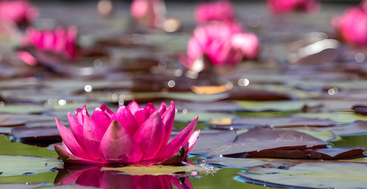 OCUK90556: Vibrant Water Lilies in Bloom