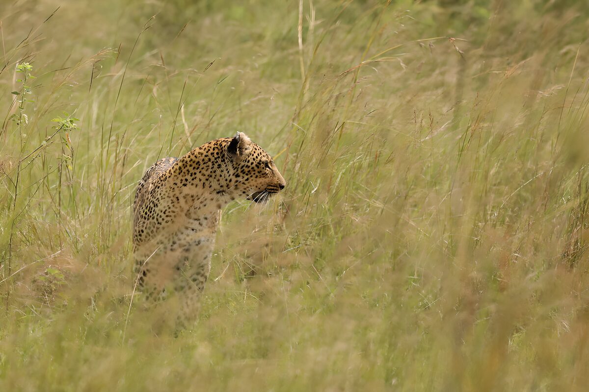 OCUK58057: Predator in the Grass