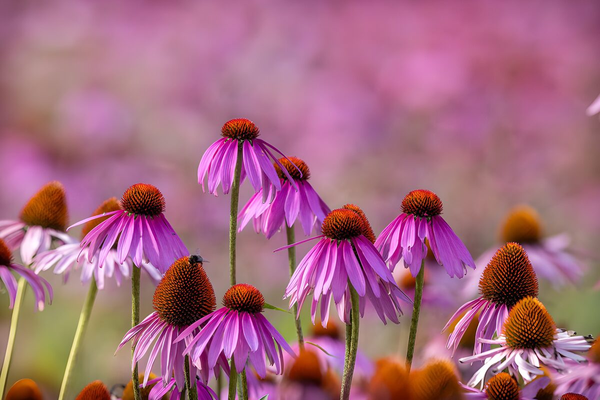 OCUK19072: Vibrant Purple Coneflowers in Bloom