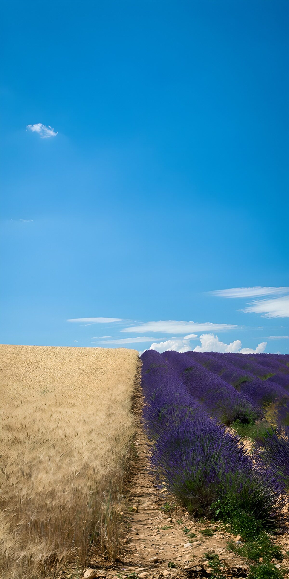 OCUK98490: Lavender and Wheat Fields Split