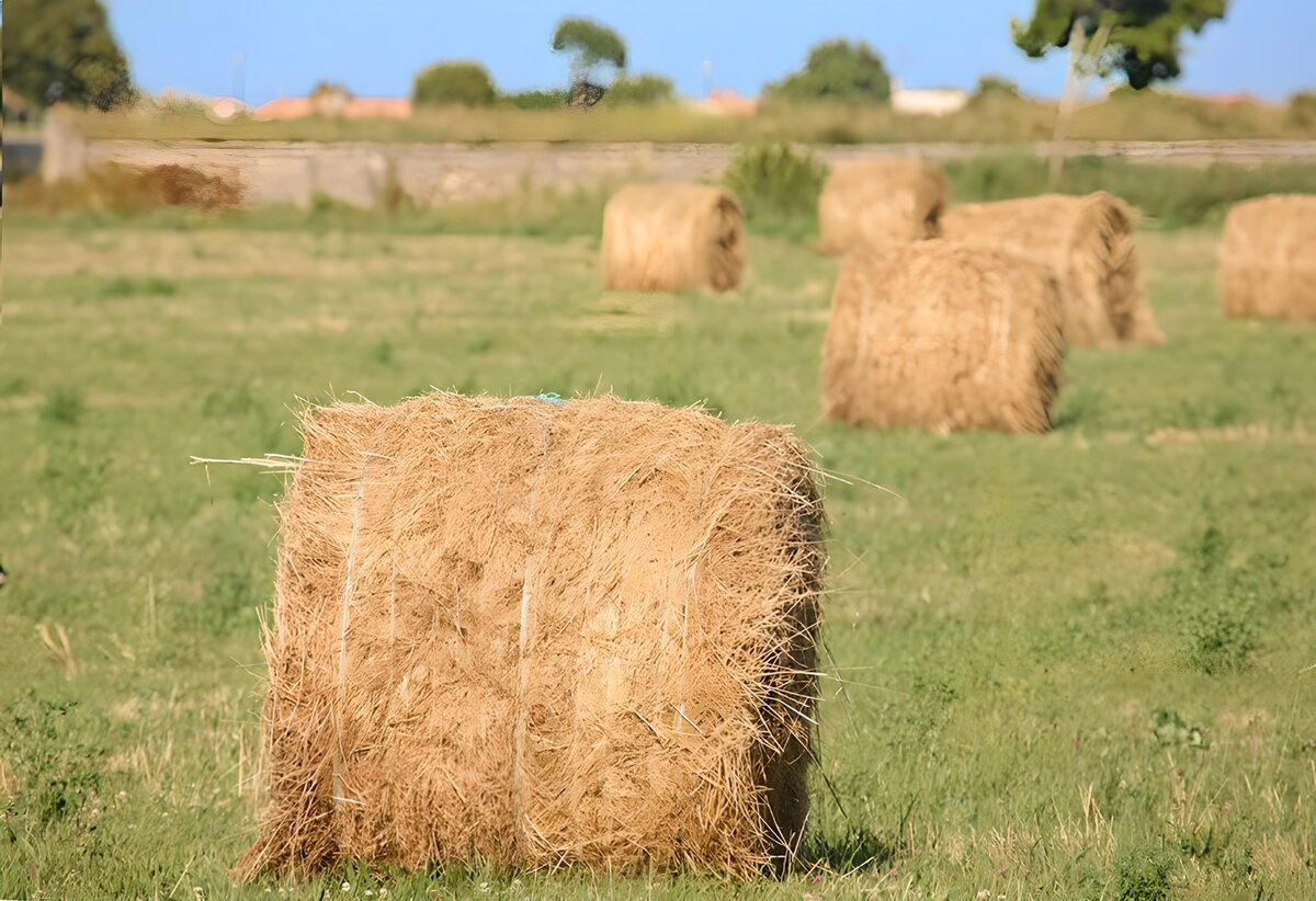 Straw Bales in the Sunlit Field