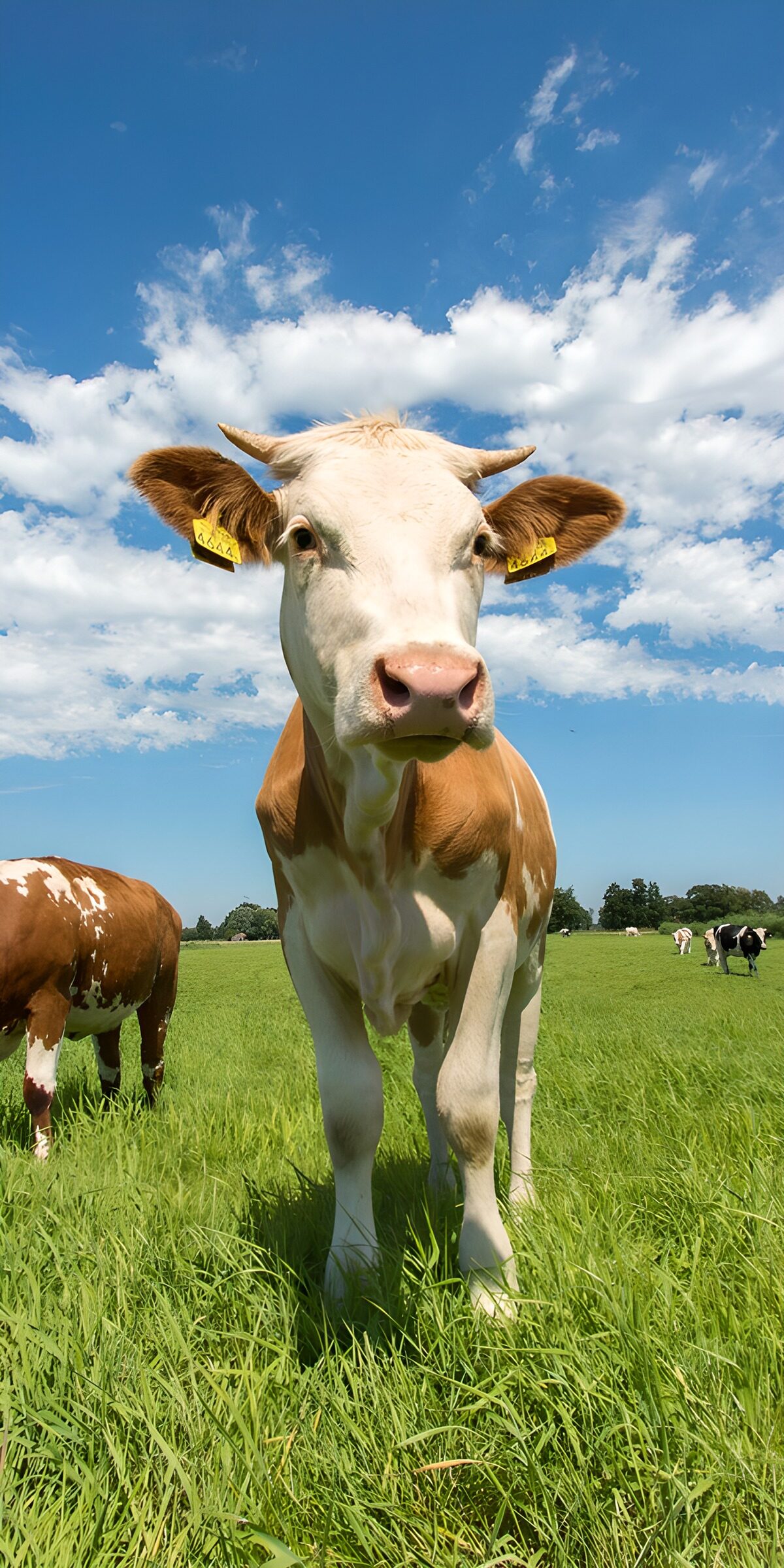OCUK45797: Curious Cow in Sunny Pasture