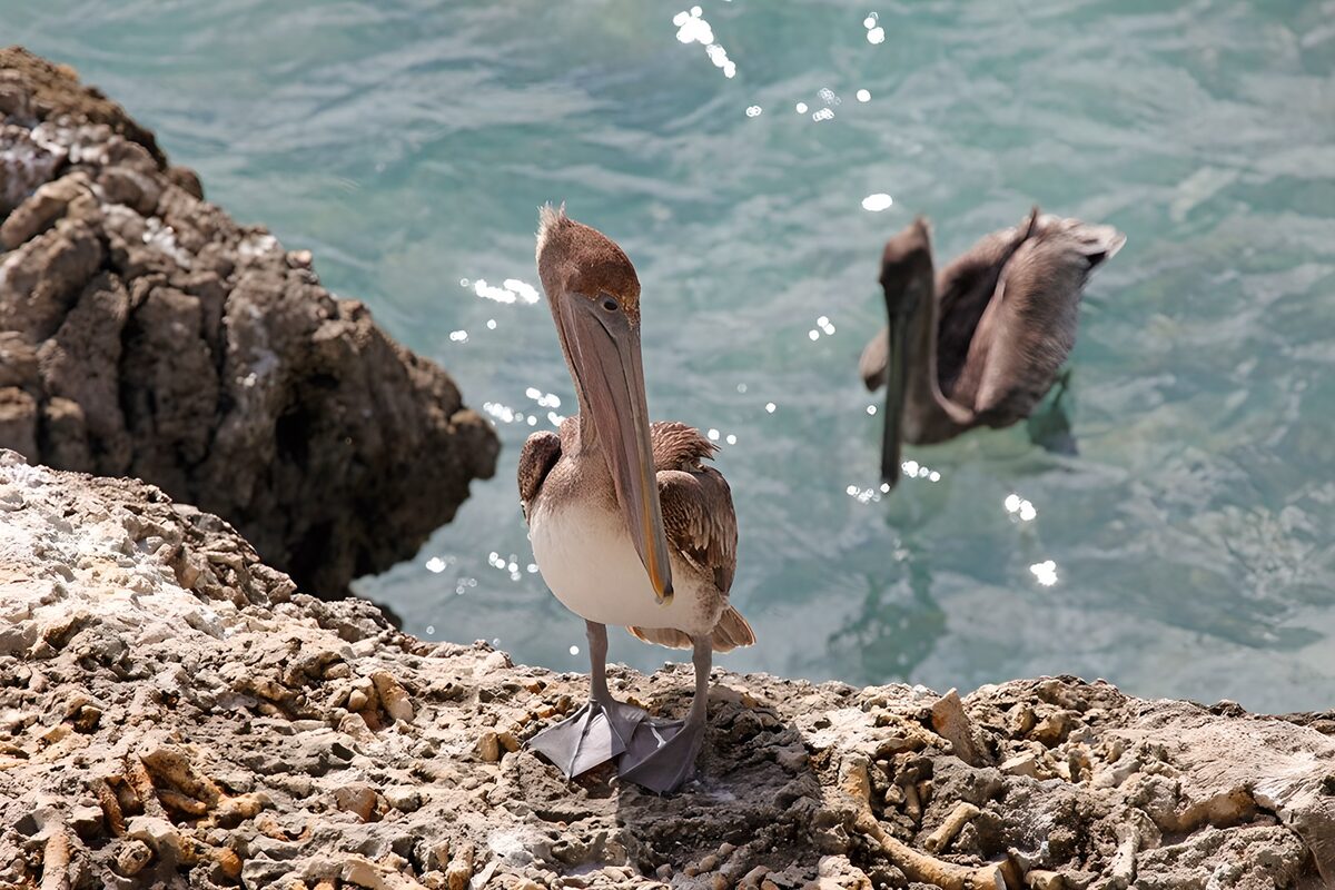 Pelican on the Rocky Shore