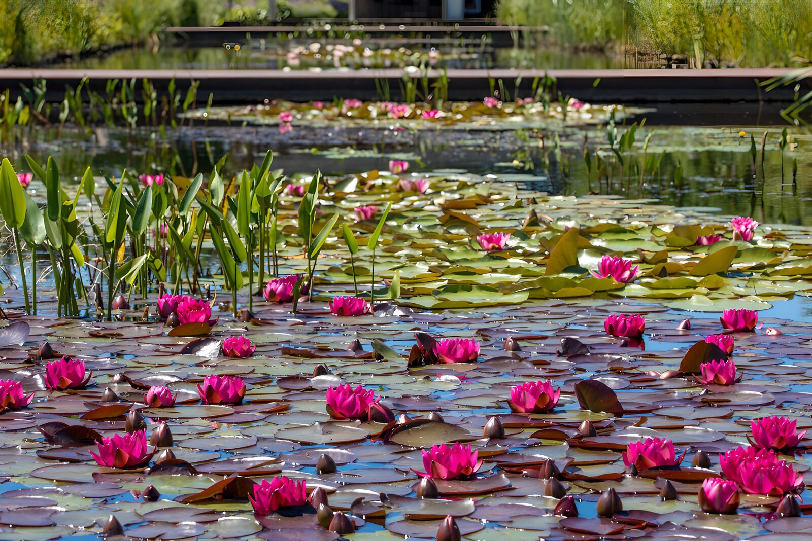OCUK28294: Serenity in Pink Water Lilies