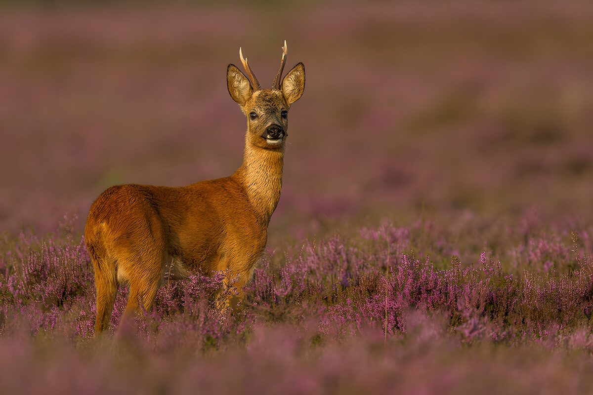 Majestic Roe Deer in Blooming Heather