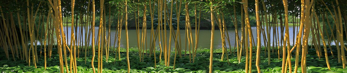 OCUK52957: Serene Bamboo Grove by the Water