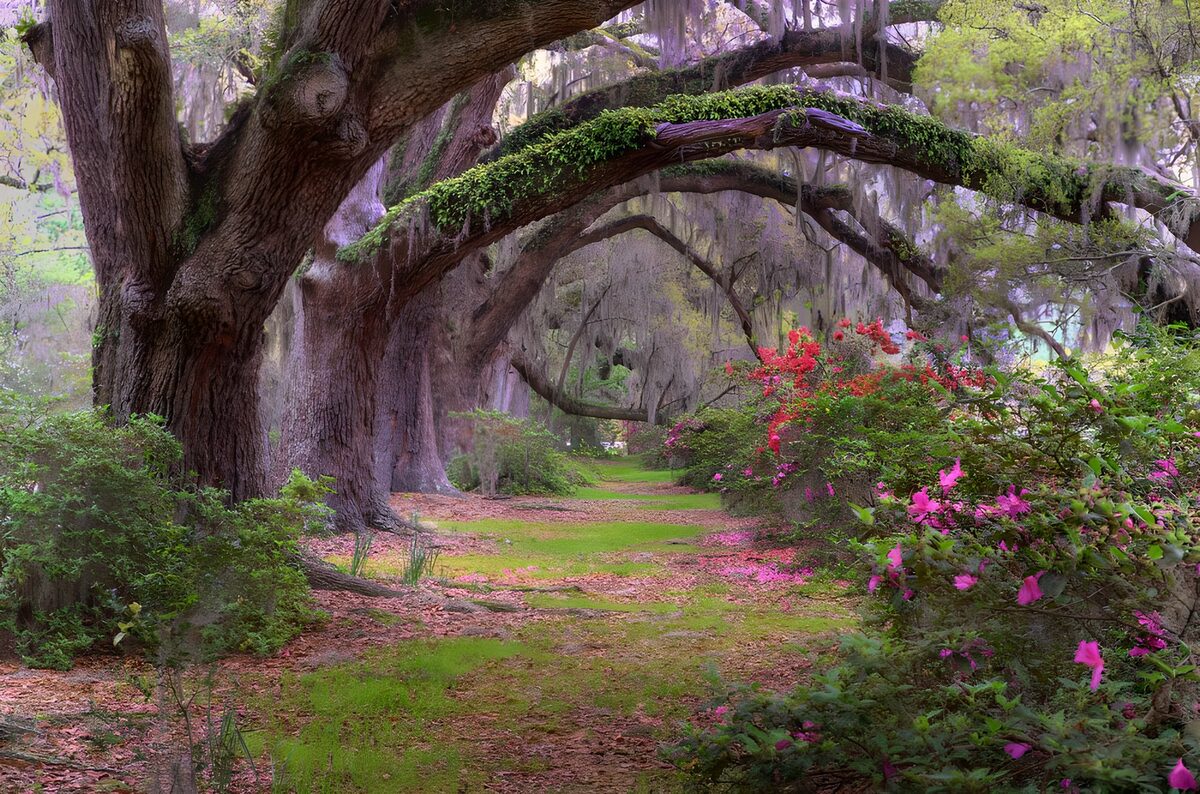 OCUK87979: Enchanted Pathway Through Southern Woods