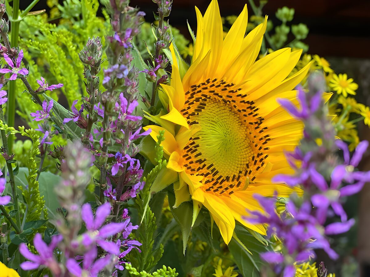 OCUK46873: Sunflower Among Purple Wildflowers