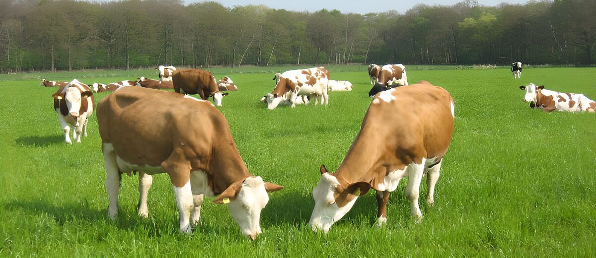 Cows 1