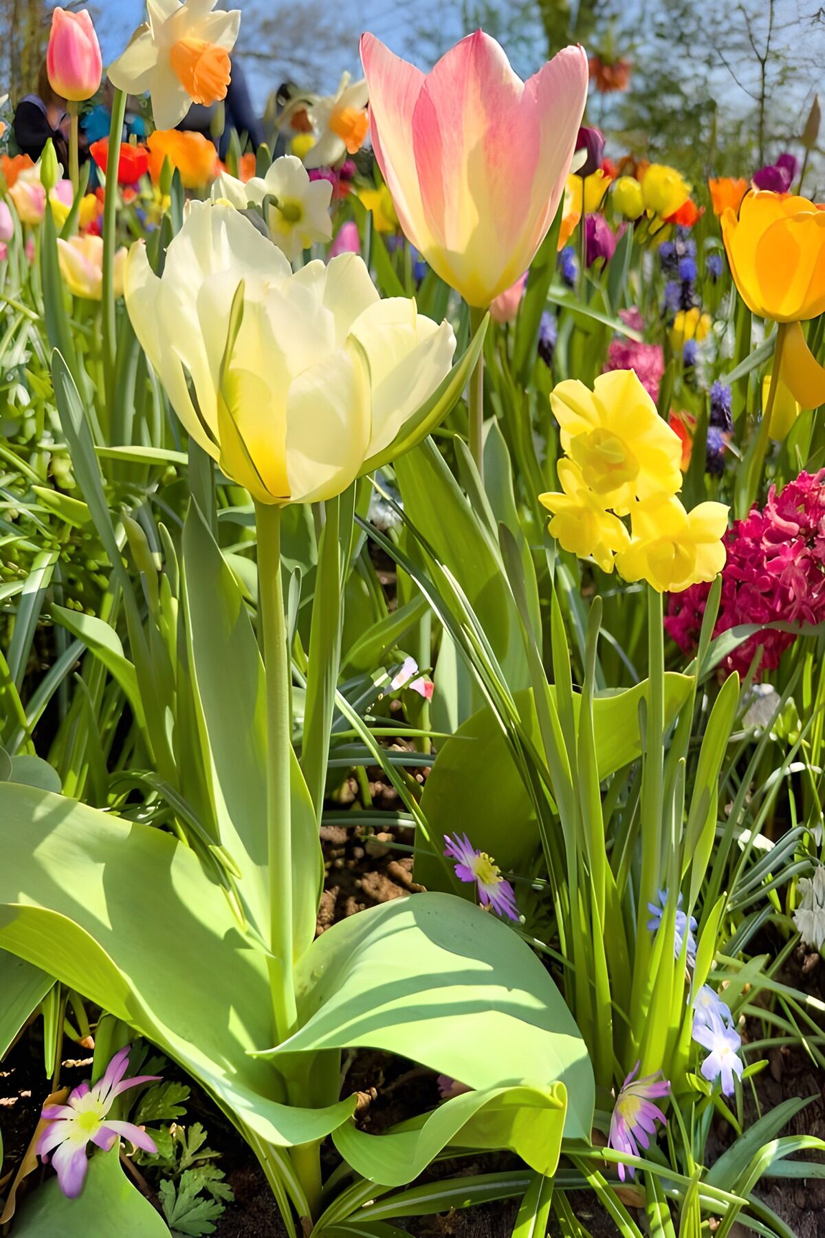 Vibrant Garden Blooms in Spring