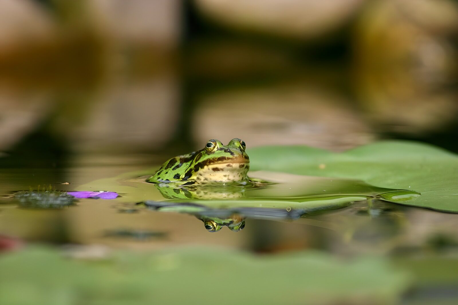 OCUK46646: Frog 1