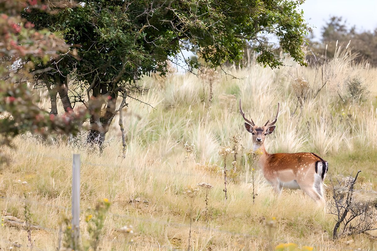 OCUK56416: Majestic Fallow Deer in the Wild