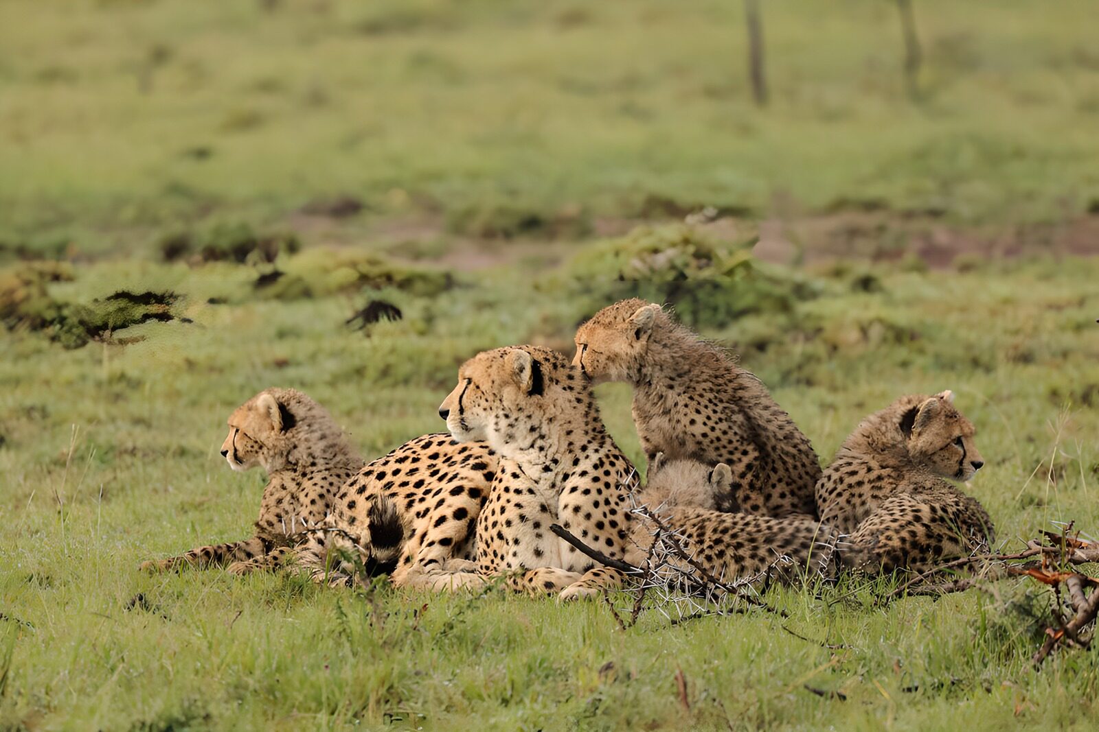 OCUK60838: Family Gathering of Cheetahs