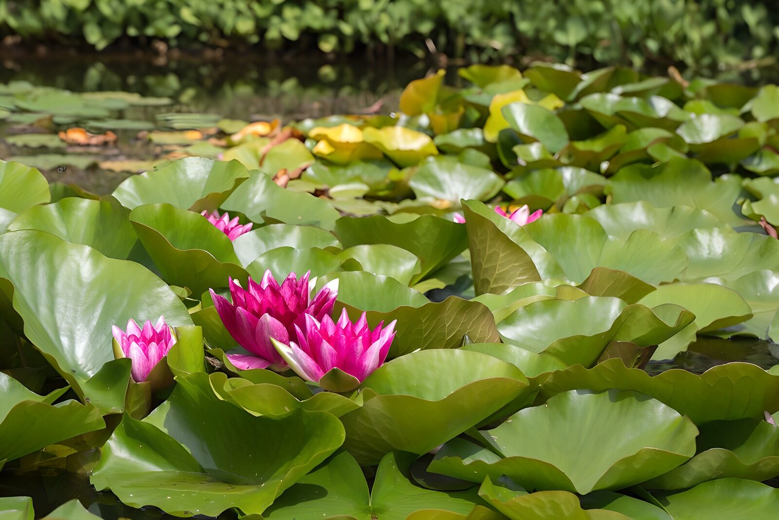 OCUK24990: Vibrant Water Lilies in Bloom