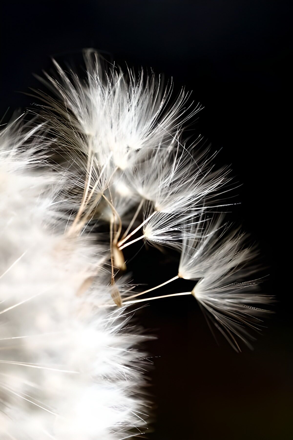 Flower photo 144