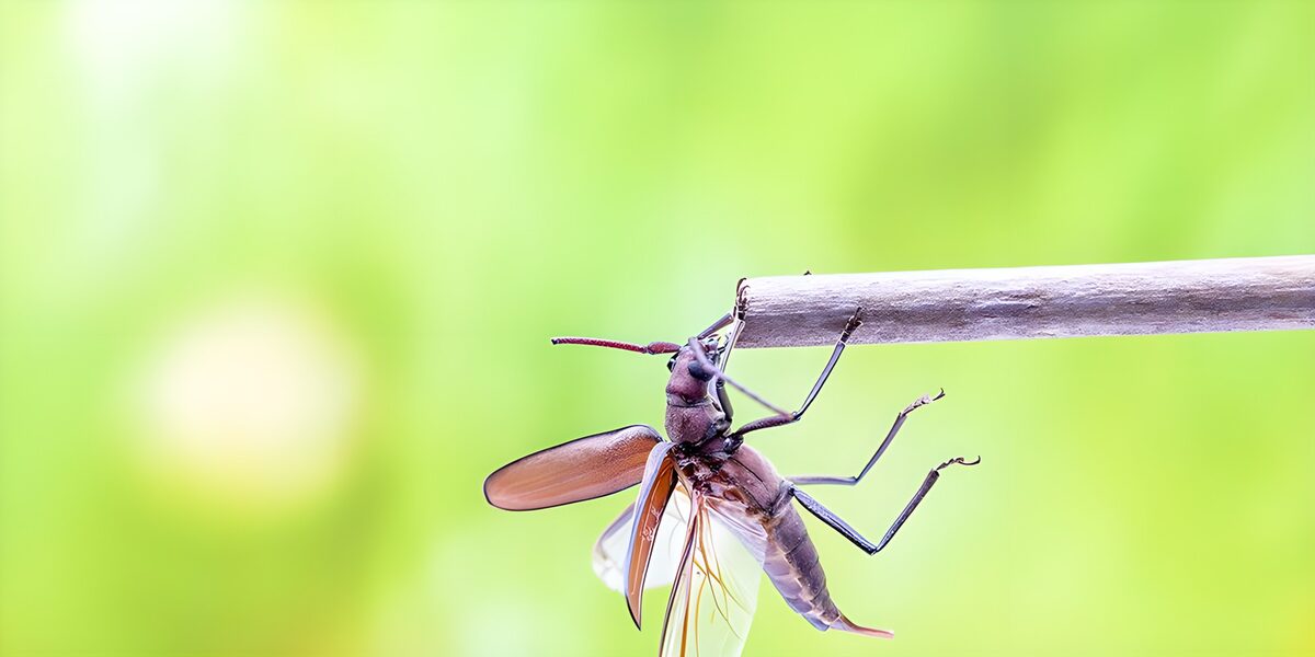 Curious Insect on a Stick