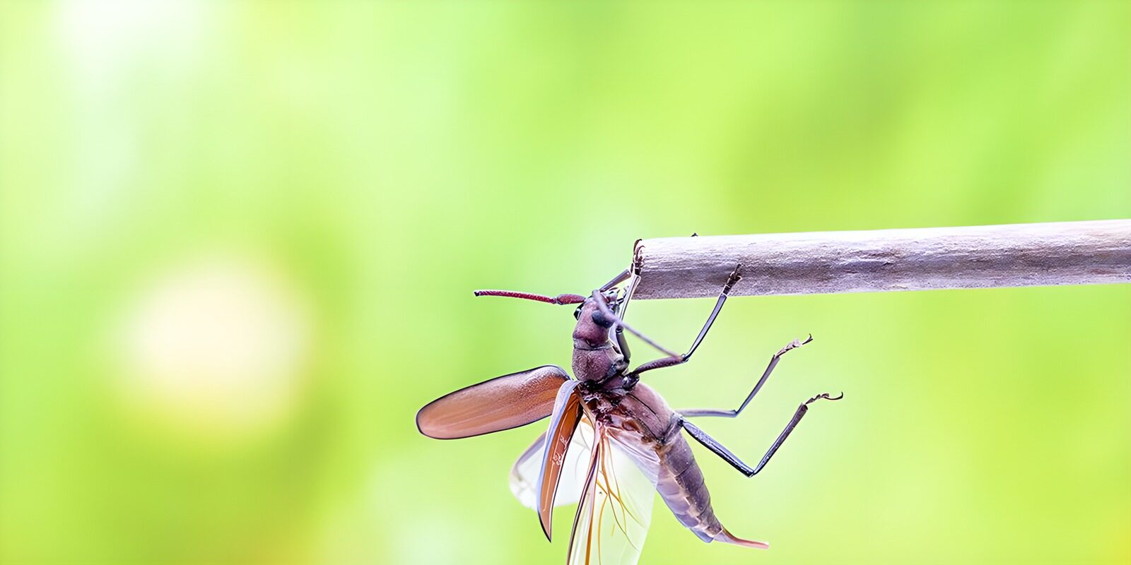 OCUK35543: Curious Insect on a Stick
