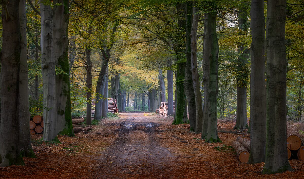 OCUK72556: Tranquil Autumn Forest Path