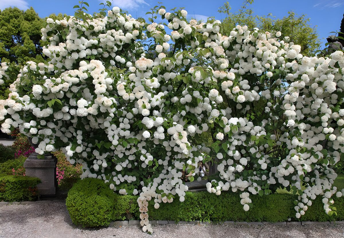 OCUK11602: Lush White Flowering Bush in Bloom