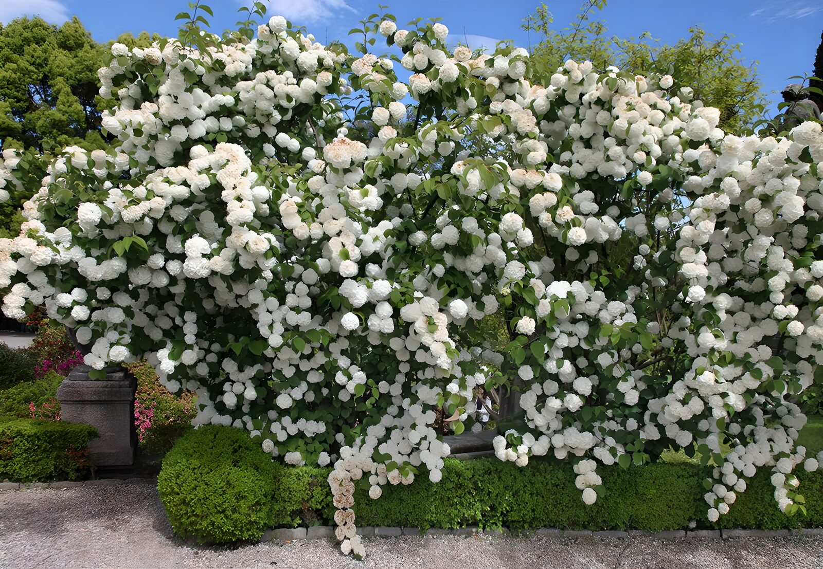 OCUK11602: Lush White Flowering Bush in Bloom