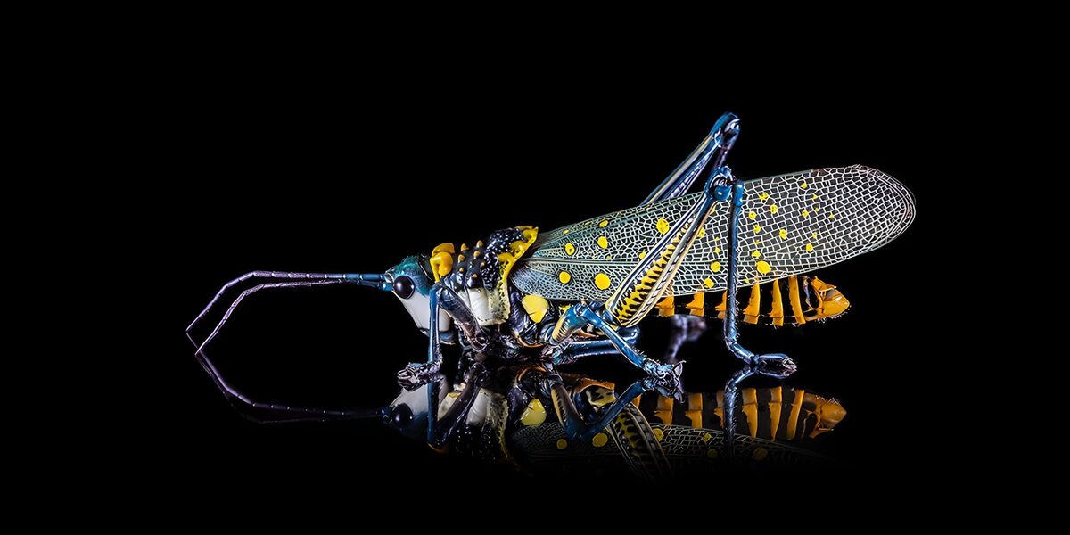 OCUK55634: Vibrant Grasshopper on Black Background