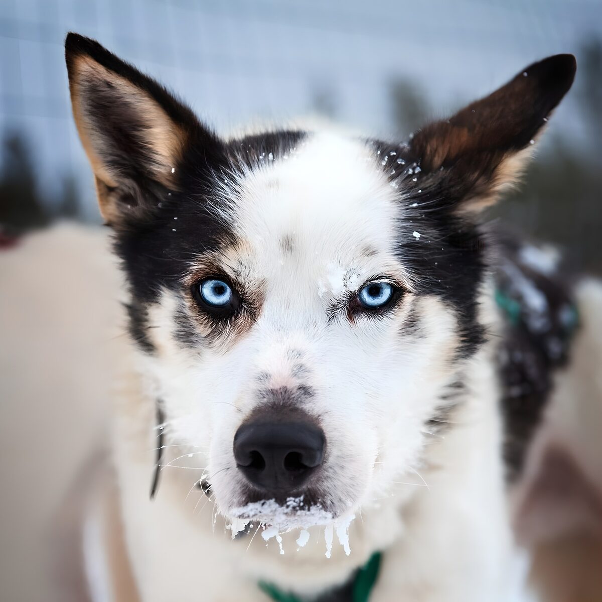 Snowy Stare: The Arctic Sled Dog