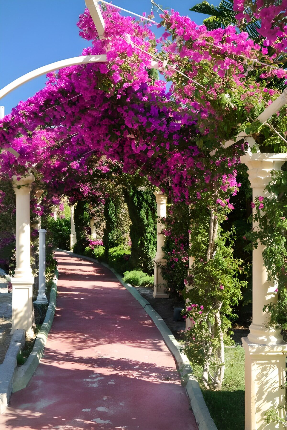 OCUK56439: Vibrant Bougainvillea Archway