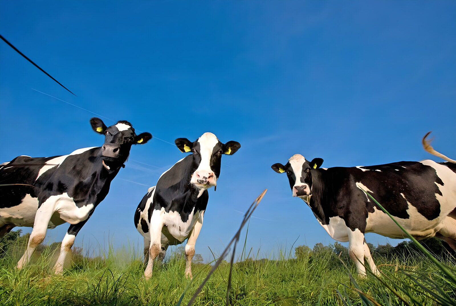 OCUK84093: Cows in field 3