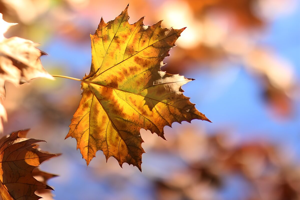 OCUK32935: Vibrant Autumn Maple Leaf