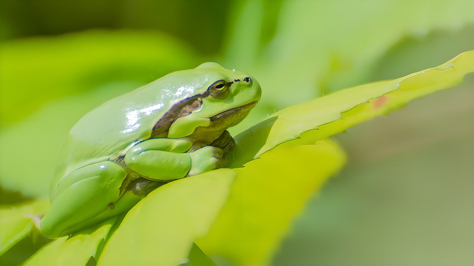 OCUK67645: Vibrant Green Frog on Leaf