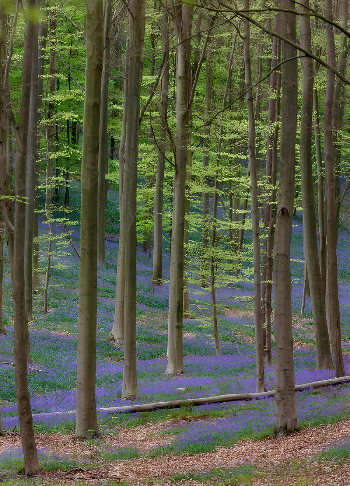 OCUK83544: Enchanted Bluebell Forest in Spring