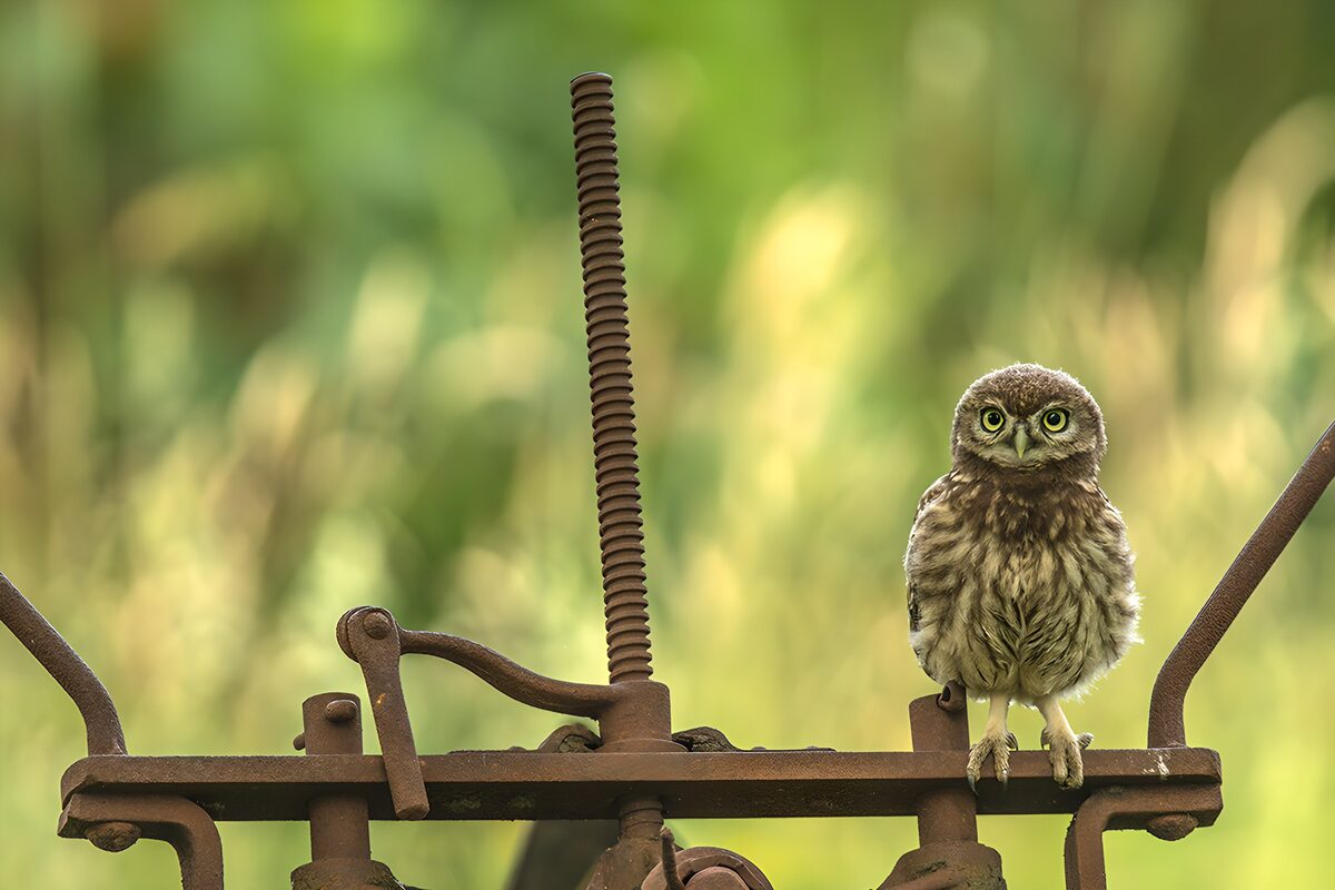 OCUK90435: Curious Little Owl on Rustic Machinery