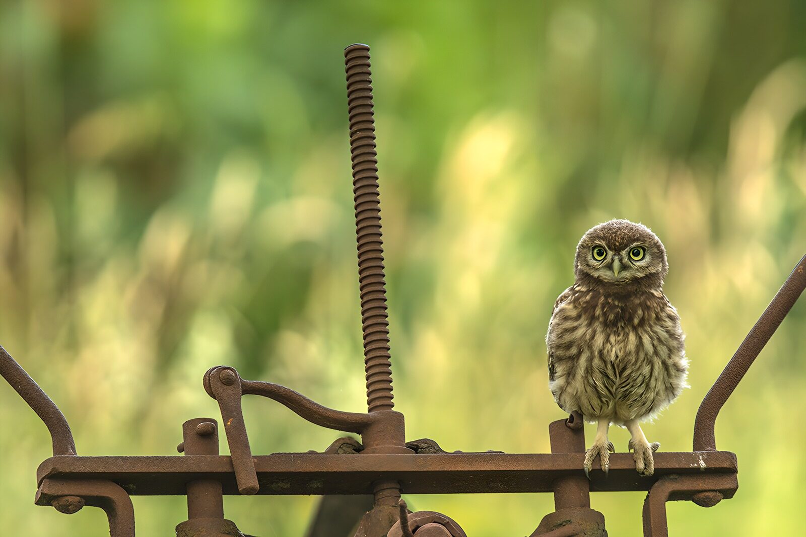 OCUK90435: Curious Little Owl on Rustic Machinery