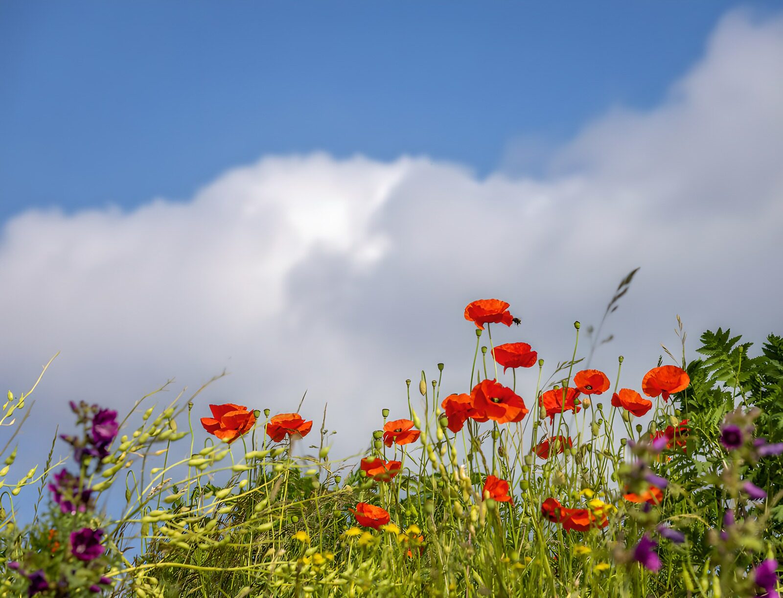 OCUK68306: Vibrant Poppies Against a Blue Sky