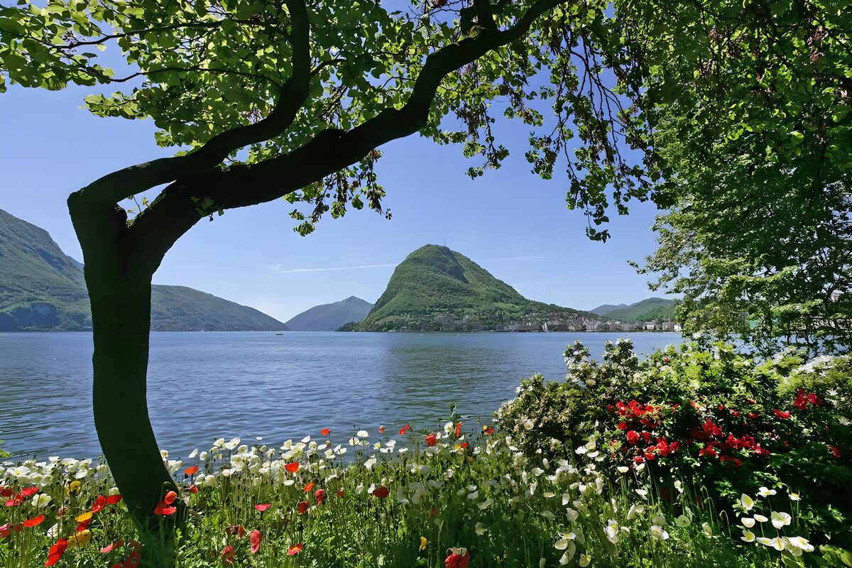 OCUK34803: View of lake with a tree and beautiful flowers in front of it