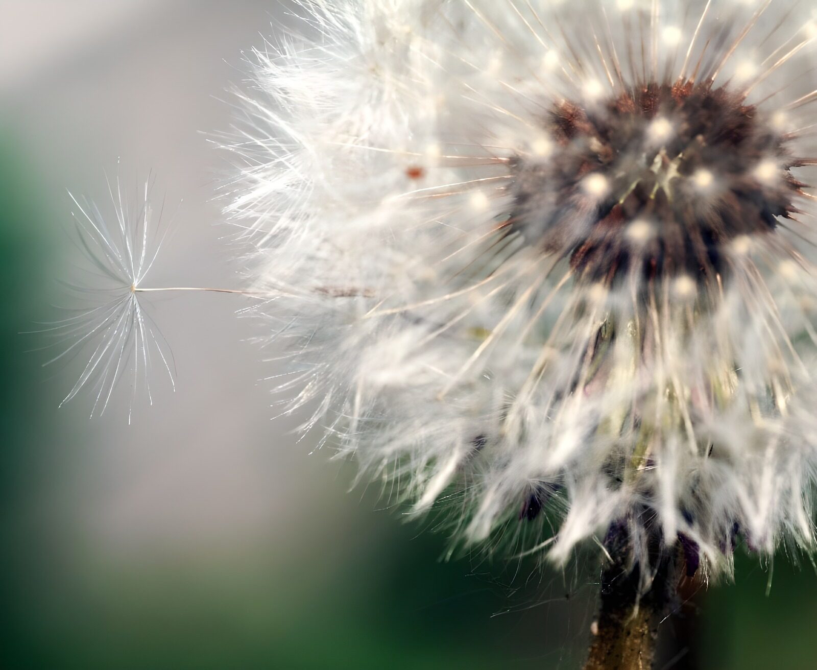 OCUK43583: Flower photo 41
