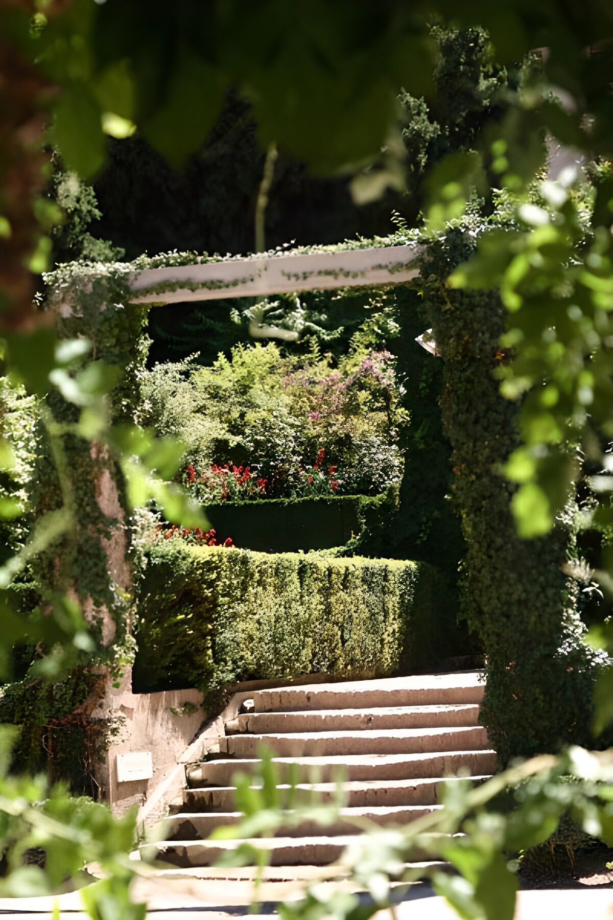OCUK50768: Steps with view through hedge with ivy