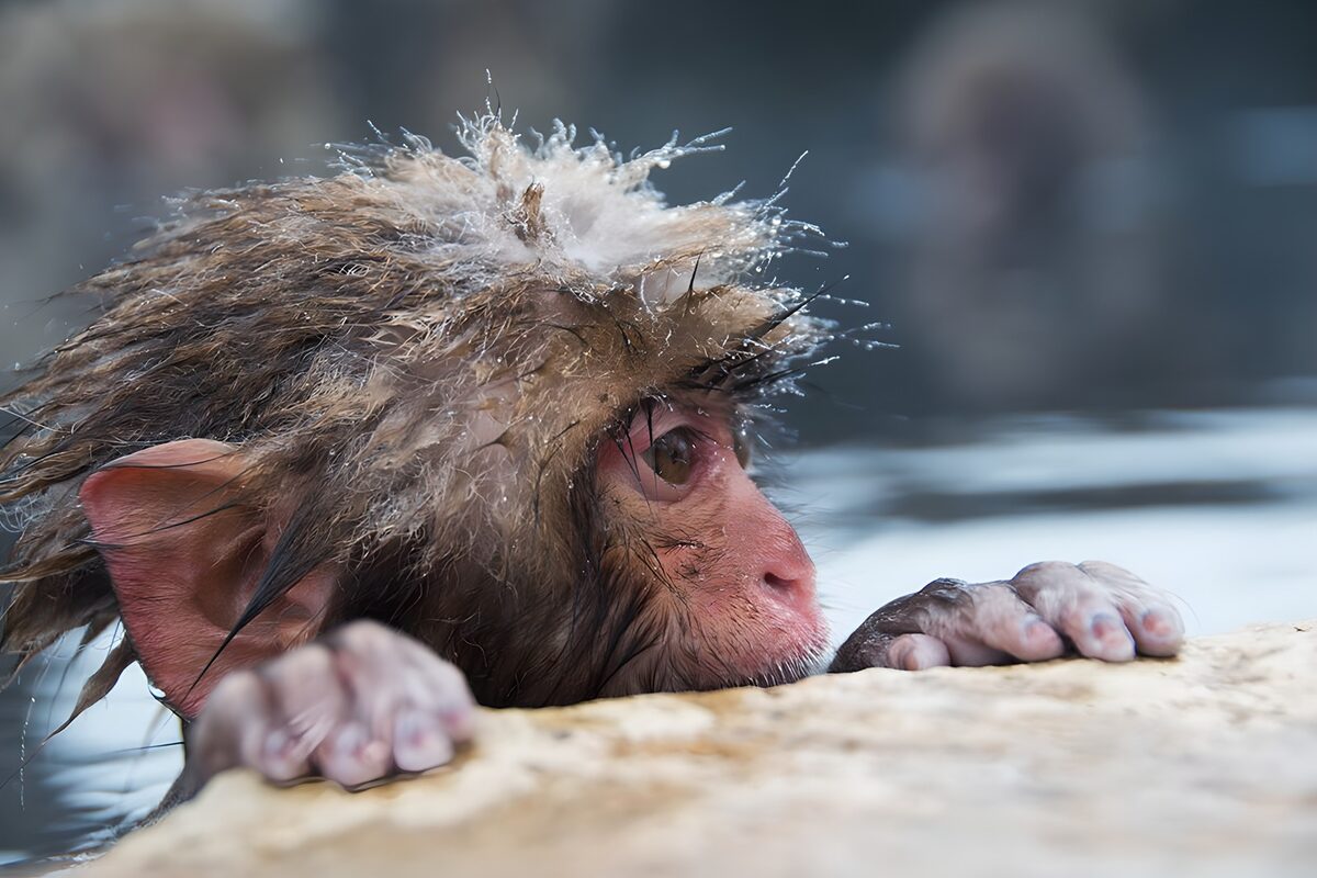 OCUK66201: Contemplative Monkey in Hot Springs