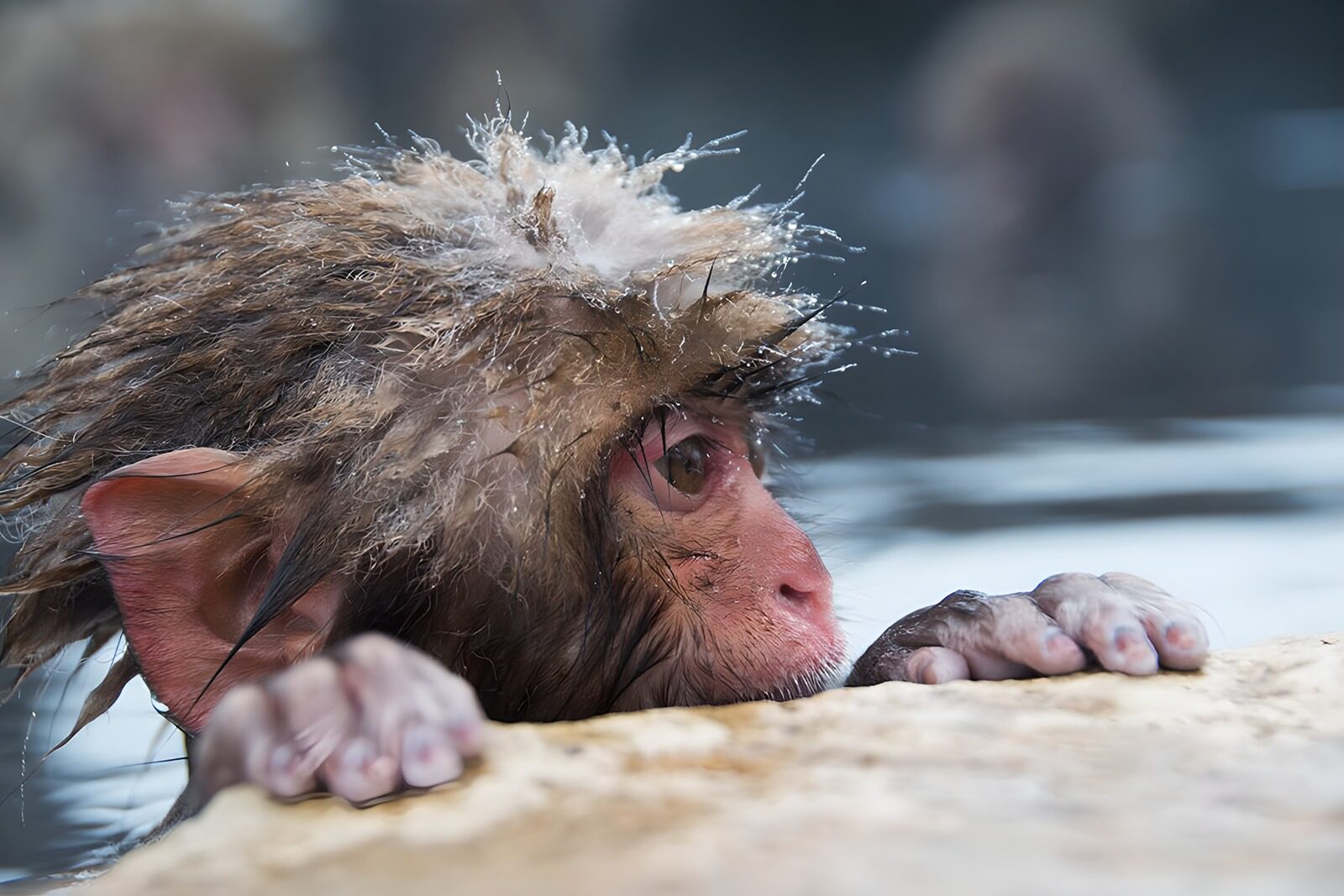 OCUK66201: Contemplative Monkey in Hot Springs