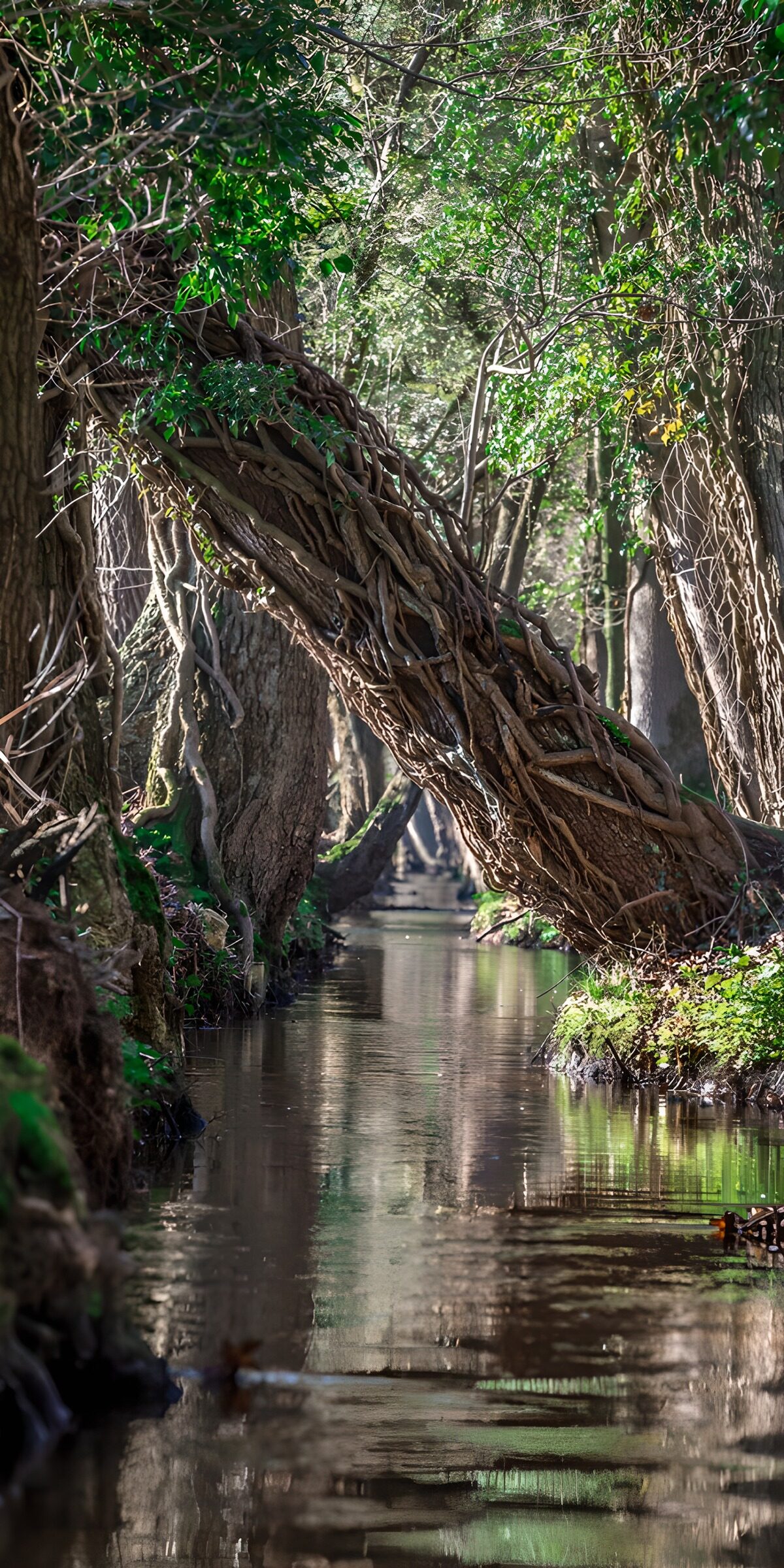 OCUK66044: Serene Forest Stream with Twisted Trees