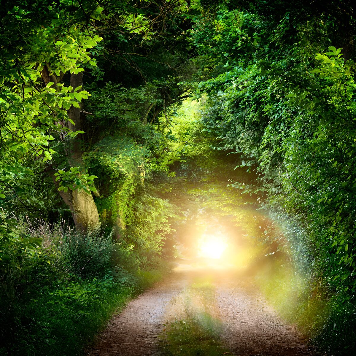 OCUK46981: Enchanted Pathway Through the Forest