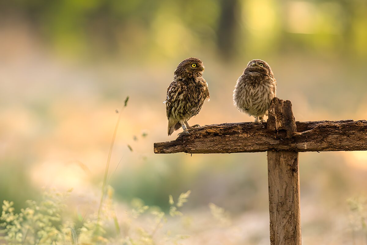 OCUK34956: Two Little Owls on a Branch